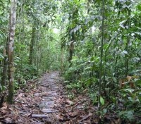 Amazon Forest